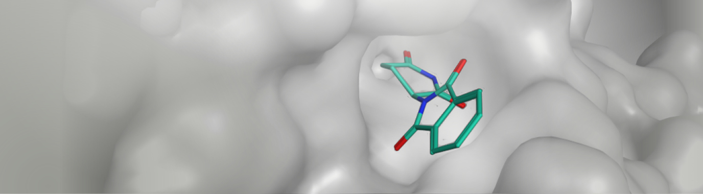 "Die Grafik stellt dar, wie Thalidomid an das Protein-Molekül Cereblon andockt"